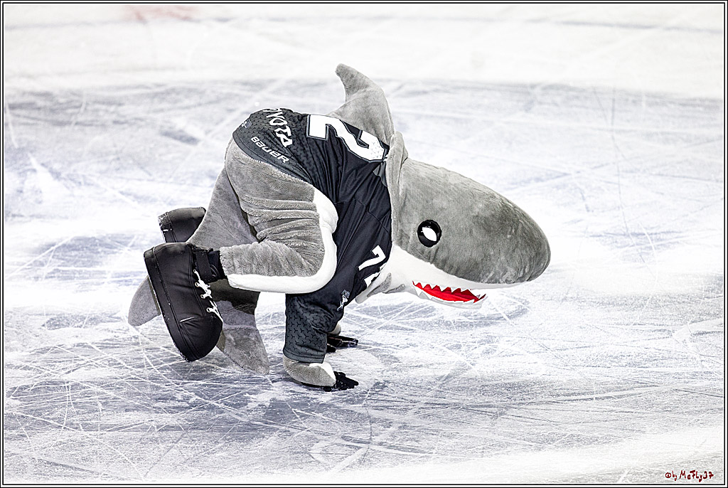 PENNY DEL;  Koelner Haie - Wolfsburg Grizzlys; Koeln, 17.03.2021